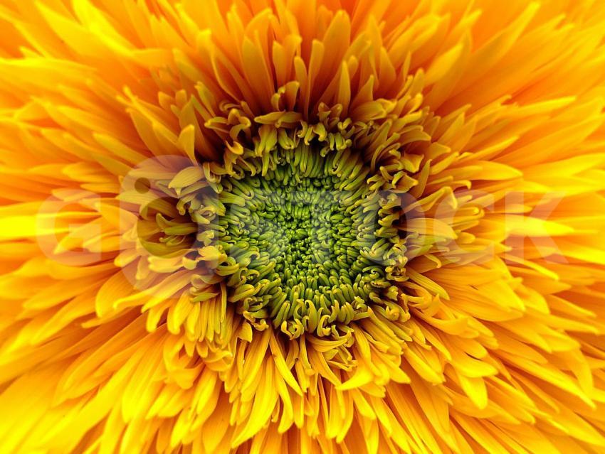 pexels pixabay 403768